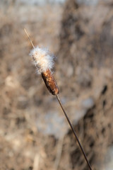 Half Fluffy Cattail