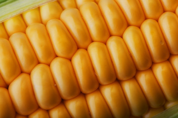 Corn grains in close-up closeup, rows of fresh and ripe yellow corn kernels, corn cob. Close-up full-screen, continuous abstract background, substrate