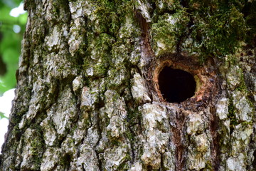 Baumh&ouml;hle - Nistplatz in einem Baum