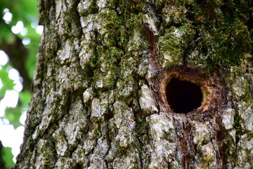 Baumh&ouml;hle - Nistplatz - Specht - Kinderstube