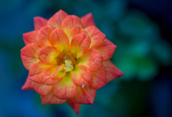 Macro photography of an orange begonia flower, captured at the Andean mountains of central Colombia.