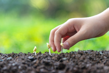 Hands child holding young plants on the back soil in the nature park of growth of plant for reduce global warming.  Ecology concept.