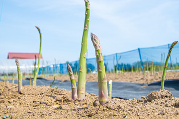 Fototapeta premium 北海道のアスパラ畑 / 北海道の新鮮な食材イメージ