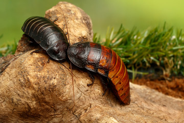 Close-up two big madagascar hissing cockroaches (Gromphadorhina portentosa) siting on the snag  on green grass background.