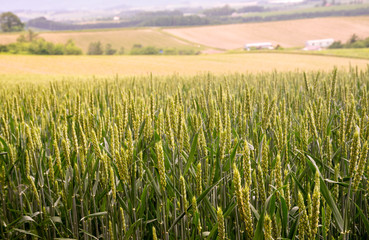 美瑛の丘の麦畑 / 北海道 美瑛町のイメージ