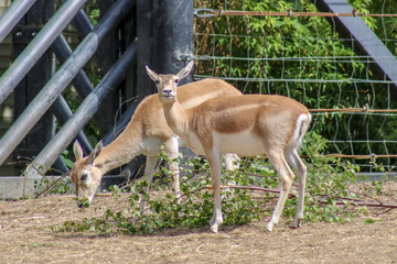 Two young fallow deer eat grass on a farm.