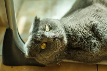 British Shorthair cat lying