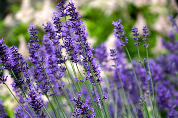 Bee and lavender flowers in the garden. Selective focus.