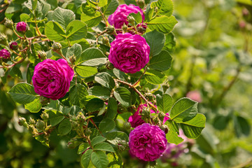 purple flowers Shrub roses and blurred green background