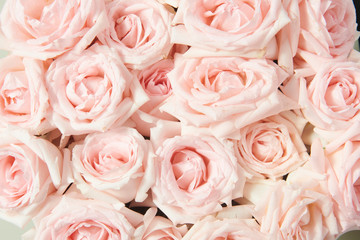 Rose flower texture background wallpaper