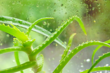 aloe Vera on the windowsill at the window drops of water medicinal and cosmetic plant in the house grows