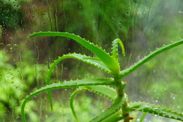aloe Vera on the windowsill at the window drops of water medicinal and cosmetic plant in the house grows