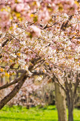 満開のさくらの花