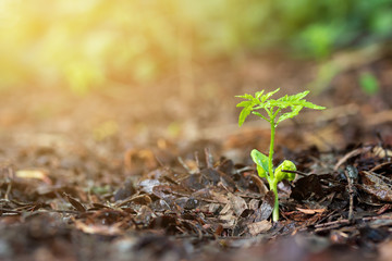 Plant with rain water drop and sunlight over green background environment