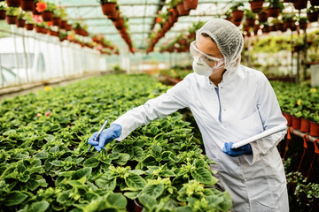 Female scientist examining growing plants in a greenhouse.