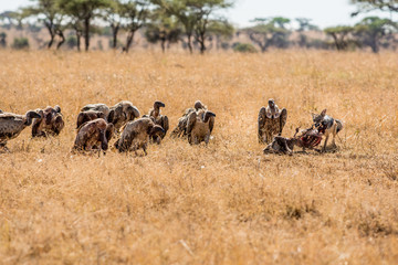 Griffon Vulture (Gyps fulvus) eating carrion, bones and meat