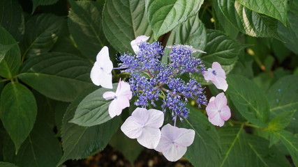 和の情緒溢れるアジサイ！