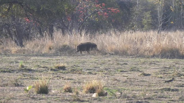 a tracking shot of wild boar near a waterhole at tadoba andhari tiger reserve in india