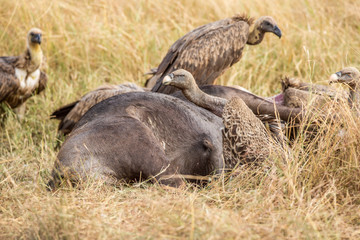 Griffon Vulture (Gyps fulvus) eating carrion, bones and meat