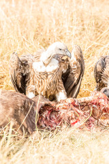 Griffon Vulture (Gyps fulvus) eating carrion, bones and meat