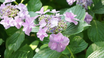 和の情緒溢れるアジサイ！