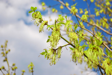 Blooming Ash tree (Fraxinus) green flowerson branches, blurry cloudy blue sky background
