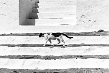 A cat on a staircase