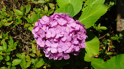 和の情緒溢れるアジサイ！