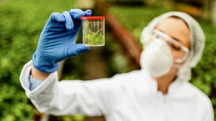 Close-up of biologist holding plant sample while working in a plant nursery. - obrazy, fototapety, plakaty