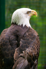 Portrait of a Bald Eagle