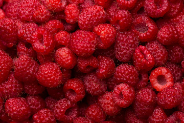 Red raspberry berries closeup. Juicy raspberry. Ripe raspberry background.