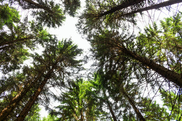 Fototapeta premium Looking up to the sky through trees