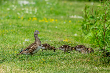 Female mandarin duck (aix galericulata) and family of ducklings
