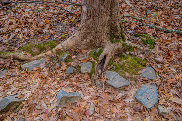 Tree trunk in autumn