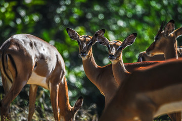 Ansichten eines Impalas