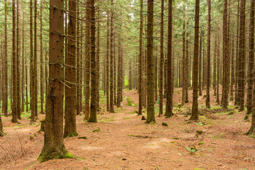 Fototapeta premium Jesienny świt w starym lesie bukowym