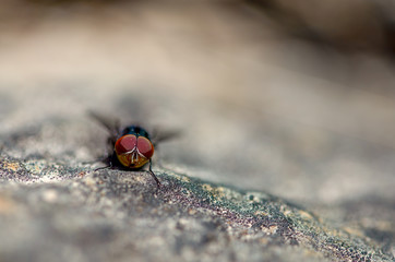 Macro photography of a blue fly on a rock, captured in the high mountains of central Colombia. View...