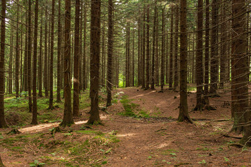 Footpath through Foggy Forest in Autumn illuminated by Sunbeams