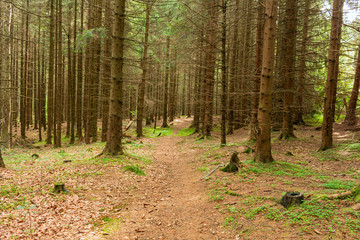 Footpath through Foggy Forest in Autumn illuminated by Sunbeams