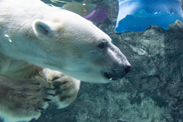 旭山動物園のしろくま