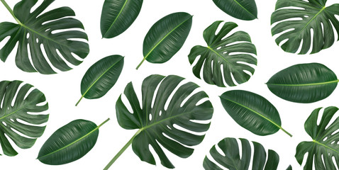 Horizontal canvas composition of trendy tropical green leaves - monstera and ficus elastica isolated on white background (mixed).