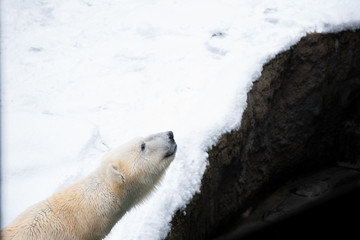 旭山動物園のしろくま