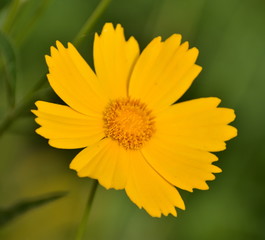 Vibrant yellow flower in a garden