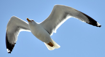 Seagull flying in a blue sky