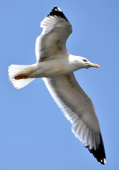Seagull with wings outstretched flying in a blue sky