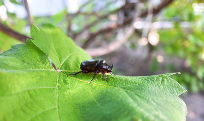 Beetle in the of a Sunny day