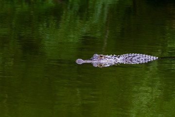 Alligator in the river