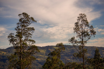 Multiple exposure of the canopy of two eucalyptus trees with the morning sky at the background. Captured at the central Andean mountains of Colombia.