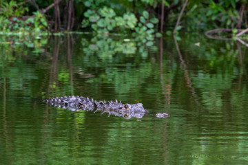 Alligator in the river