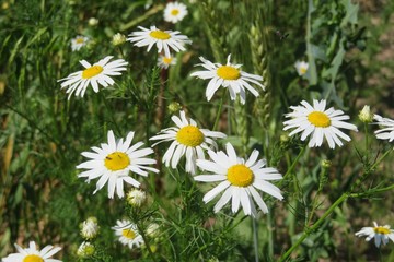 Fototapeta premium Beautiful chamomile flowers in the meadow, closeup